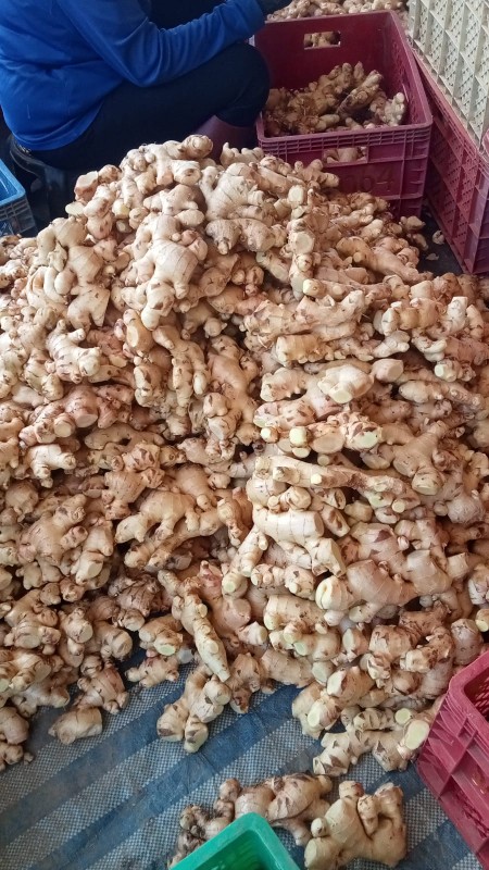 Ginger from Thailand
